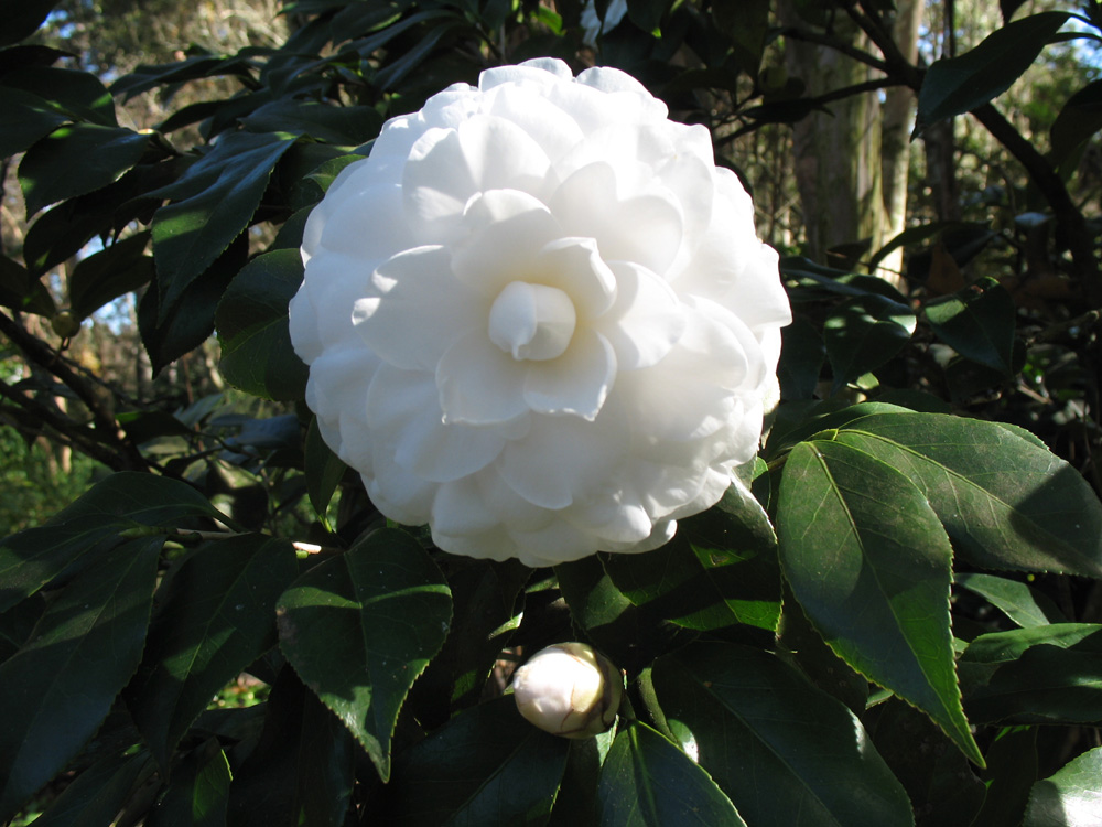 Online Plant Guide Camellia japonica 'Alba Plena' / Alba Plena Camellia